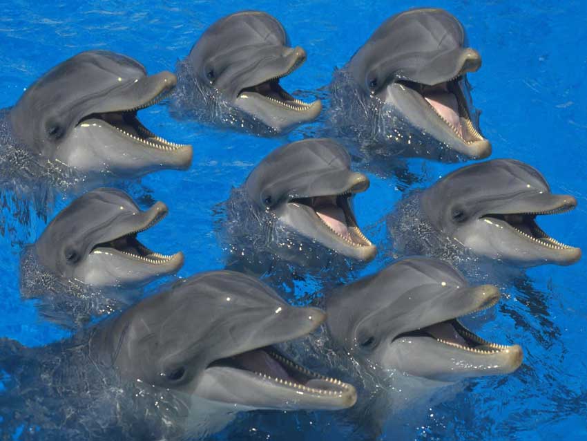  پارک دلفین ‌های کیش